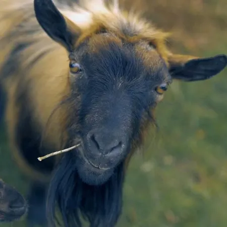 Casa Rosa, Quinta Carmo - Alcobaca/nazare Daire *