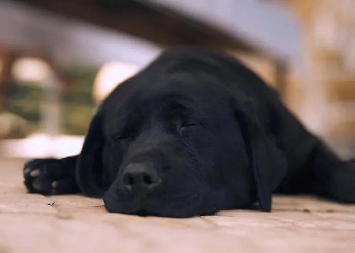 Apartament Casa Rosa, Quinta Carmo - Alcobaca/nazare Alcobaça